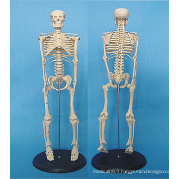 Modèle de anatomie médicale squelette du corps humain 120cm